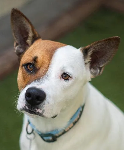 An adult medium-sized male Brown / Chocolate Terrier dog named Lawler for adoption in Encinitas, CA