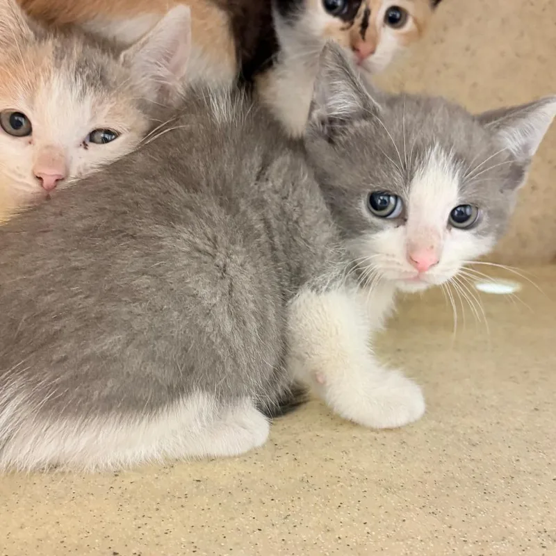 A baby small-sized male White Domestic Short Hair cat named Francais for adoption in Philadelphia, PA