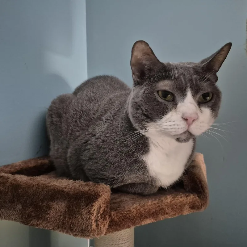 A senior large-sized male Gray / Blue / Silver Domestic Short Hair cat named Willie for adoption in Baltimore, MD
