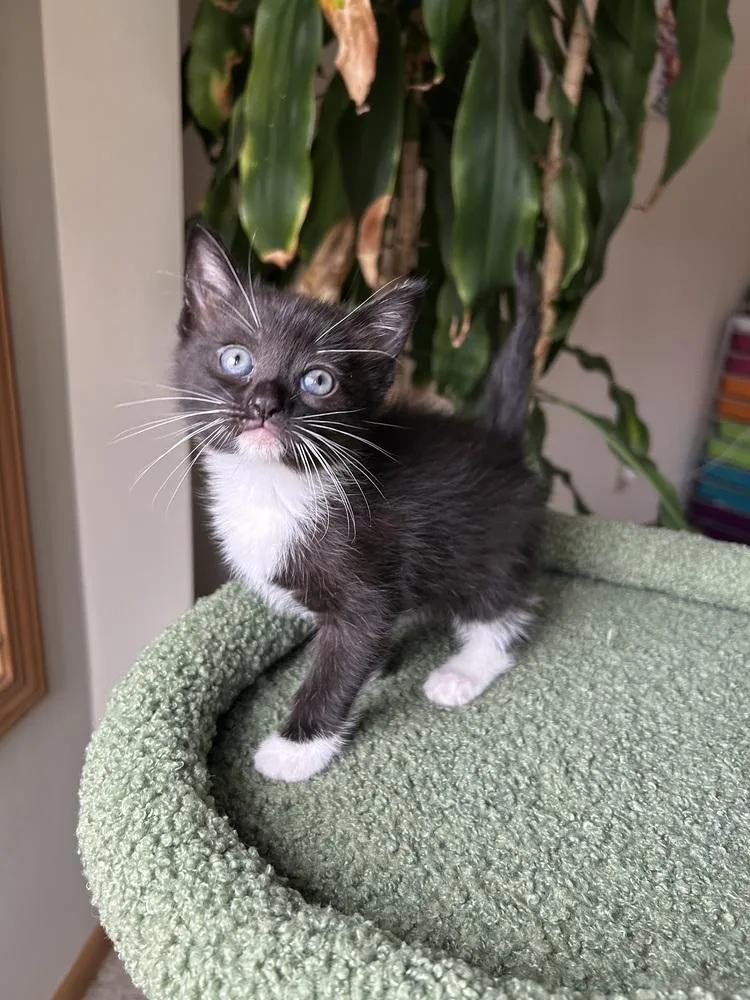 A baby medium-sized female Black & White / Tuxedo Domestic Short Hair cat named Sweetarts for adoption in Clinton Township, MI