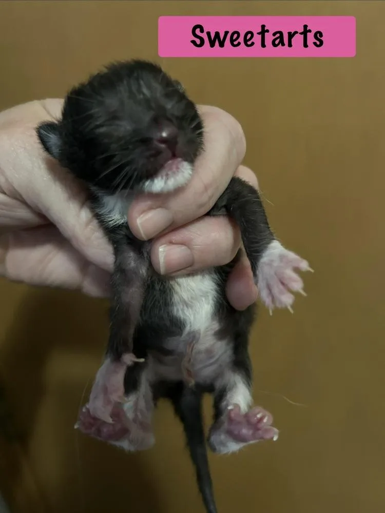 Sweetarts thumbnail 2