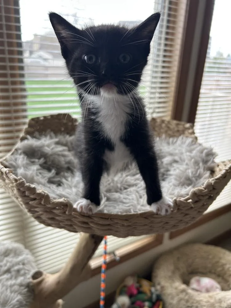 Sweetarts thumbnail 3