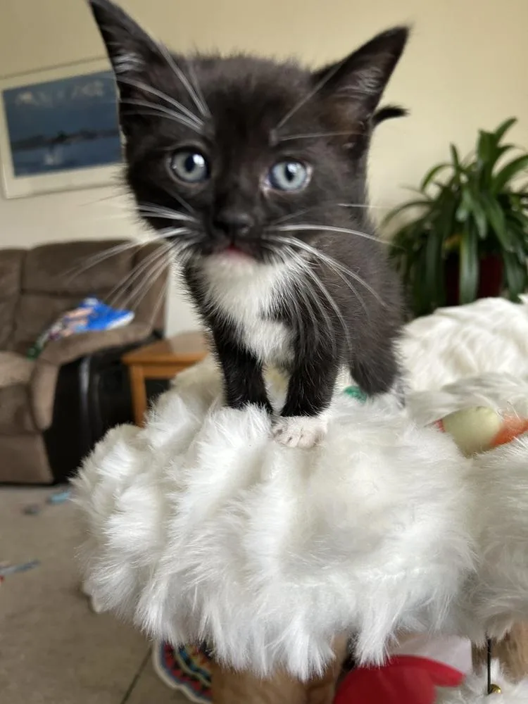 Sweetarts thumbnail 4