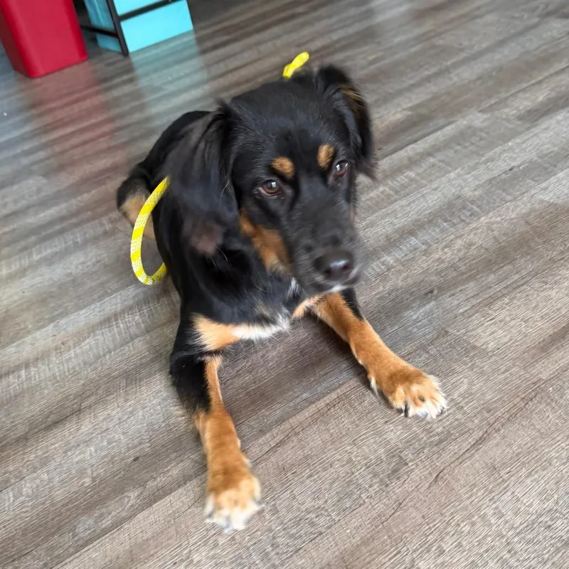 A young medium-sized female Shepherd dog named Eva for adoption in Washington, DC