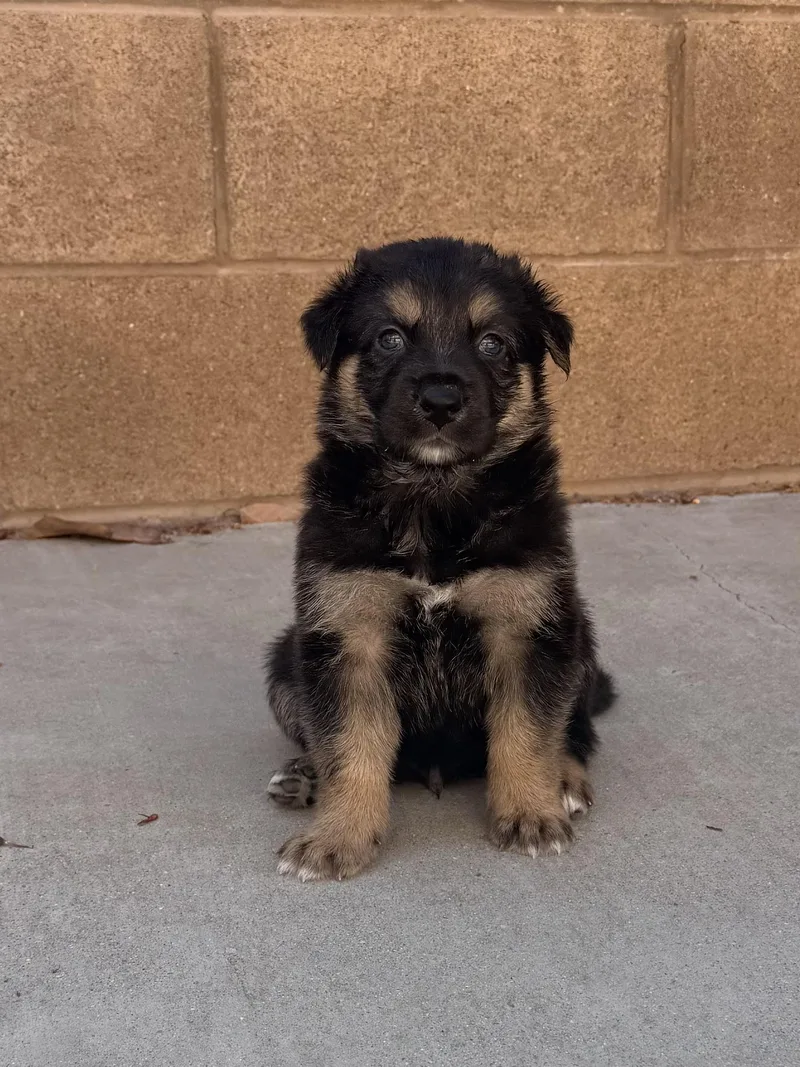 A baby medium-sized male Bicolor German Shepherd Dog dog named Malloy for adoption in Encino, CA