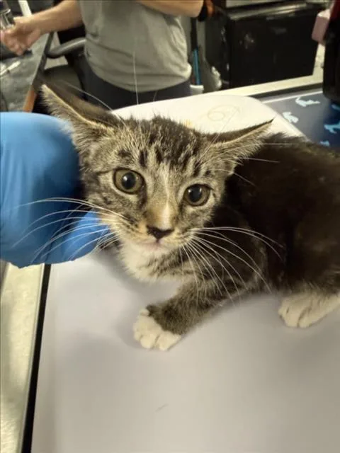 A baby small-sized female Brown / Chocolate Domestic Short Hair cat named Bubbles for adoption in Woodland, CA