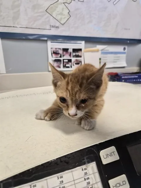 A baby small-sized male Domestic Short Hair cat named Beast Boy for adoption in San Jose, CA