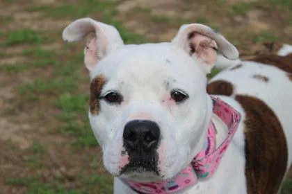 An adult large-sized male Pit Bull Terrier dog named Charlie for adoption in Kansas City, MO