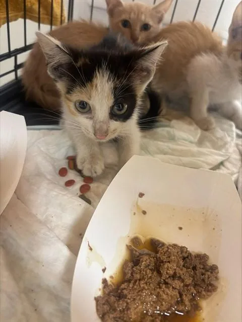 A baby small-sized female Domestic Short Hair cat named Fez for adoption in Fort Lauderdale, FL