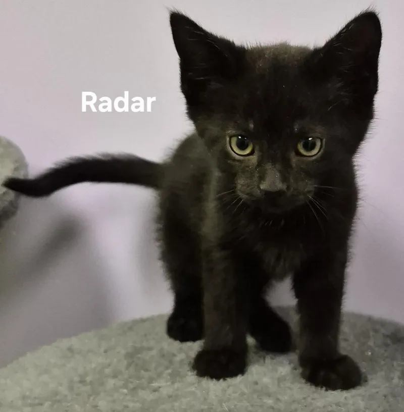 A baby medium-sized male Domestic Short Hair cat named Radar for adoption in Kendallville, IN