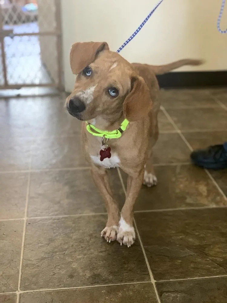 An adult small-sized female Hound dog named June Mylah for adoption in Boston, MA