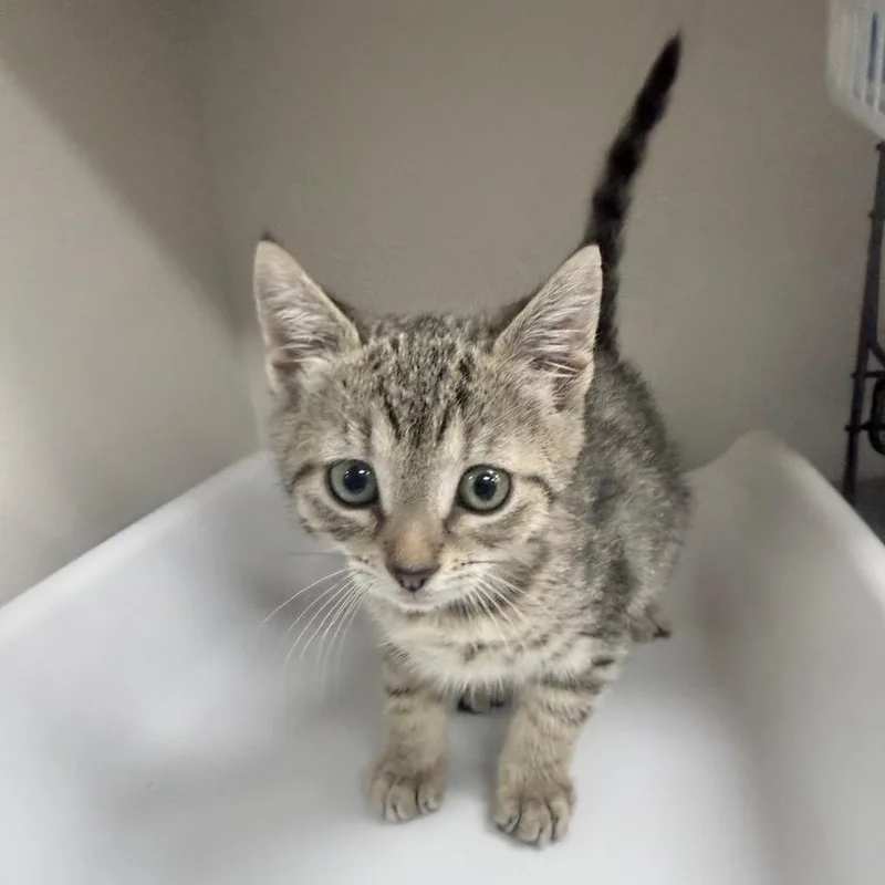 A baby small-sized female Gray / Blue / Silver Domestic Short Hair cat named Mercury for adoption in Jupiter, FL