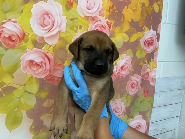 A baby small-sized male Pit Bull Terrier dog named Edmund for adoption in San Bernardino, CA