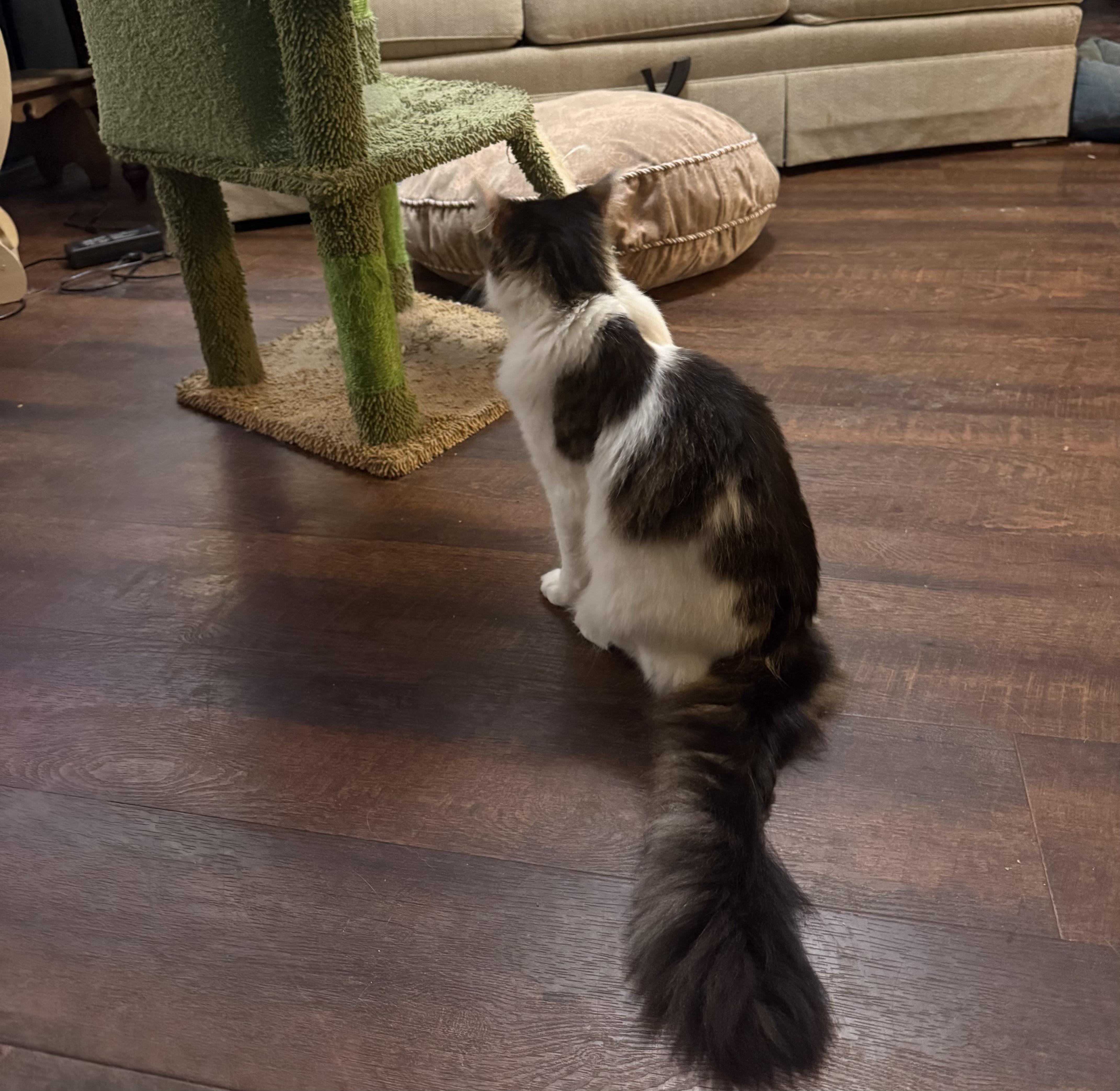 A young medium-sized male Domestic Long Hair cat named Simeon for adoption in Indianapolis, IN