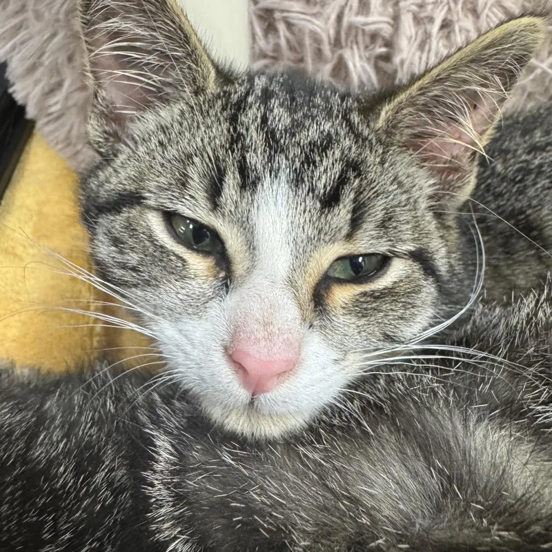 A baby small-sized male Gray / Blue / Silver Domestic Short Hair cat named Lo Mein for adoption in Ridgely, MD