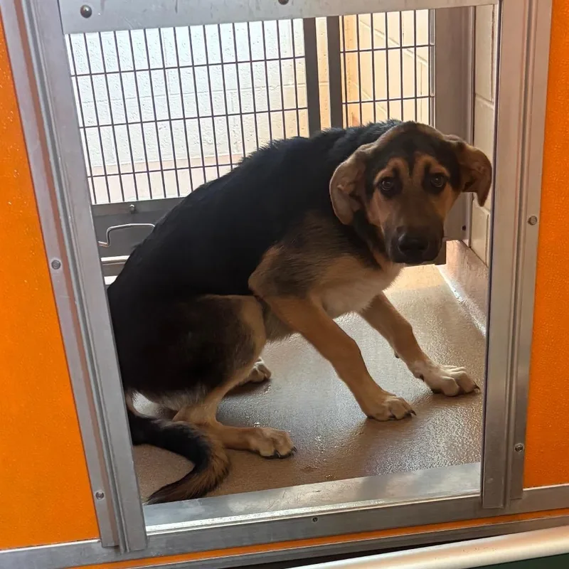 A baby medium-sized male Brown / Chocolate Shepherd dog named Tex for adoption in Norman, OK