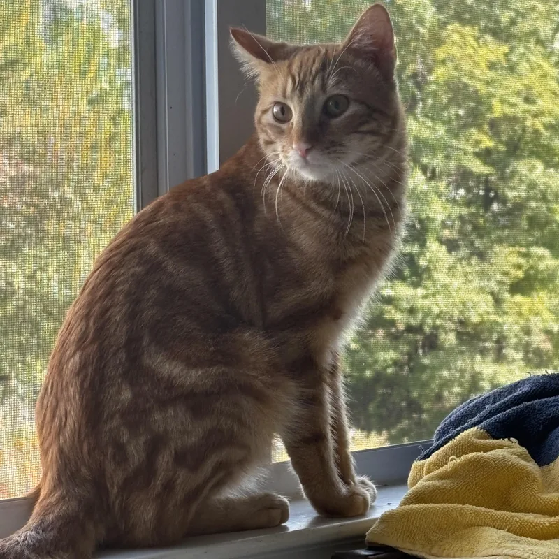 A young medium-sized male Tabby (Orange / Red) American Shorthair cat named Mr. Forsythia for adoption in Stamford, CT