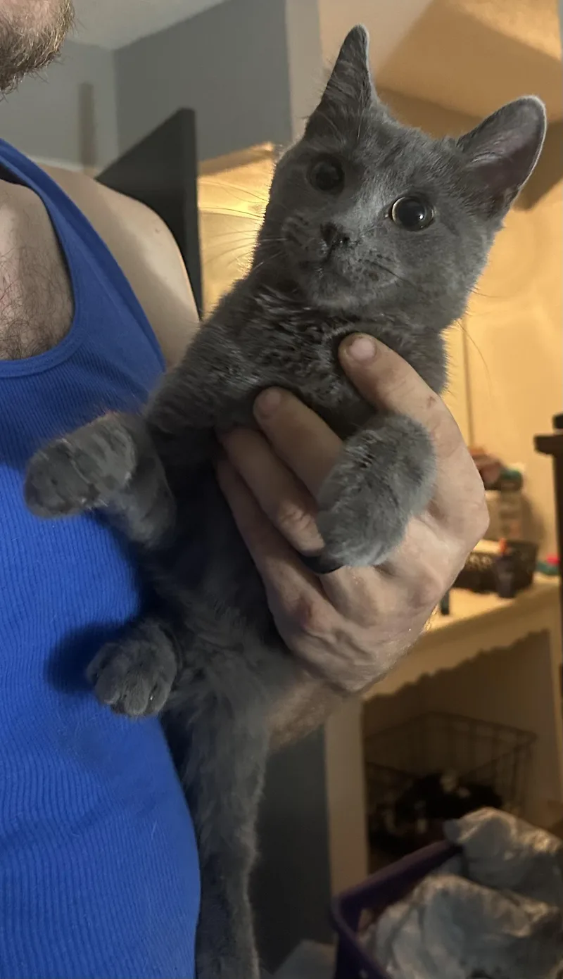 A baby small-sized female Gray / Blue / Silver Domestic Short Hair cat named Rosette for adoption in Tulsa, OK