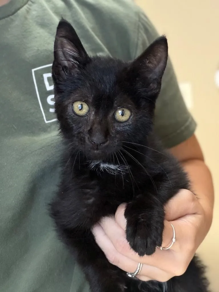A baby medium-sized male Domestic Short Hair cat named Liquorice for adoption in Menomonie, WI