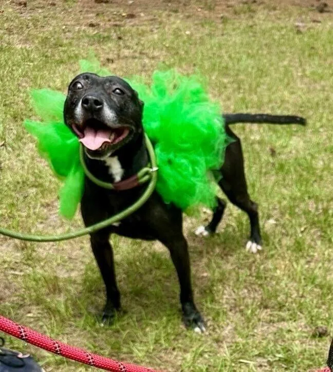 Mistletoe thumbnail 2