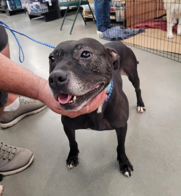 Mistletoe thumbnail 6