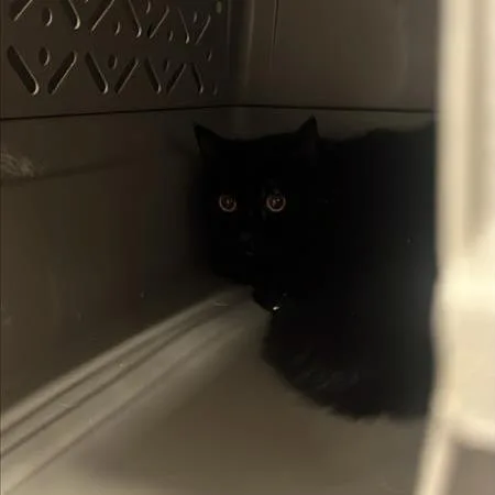 An adult medium-sized male Black Domestic Short Hair cat named Yam for adoption in Salt Lake City, UT