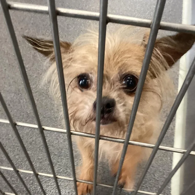 An adult small-sized female Yellow / Tan / Blond / Fawn Yorkshire Terrier dog named Silver for adoption in Montgomery, AL