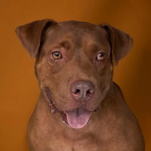 An adult medium-sized male Brown / Chocolate American Staffordshire Terrier dog named Choco for adoption in Sullivan City, TX