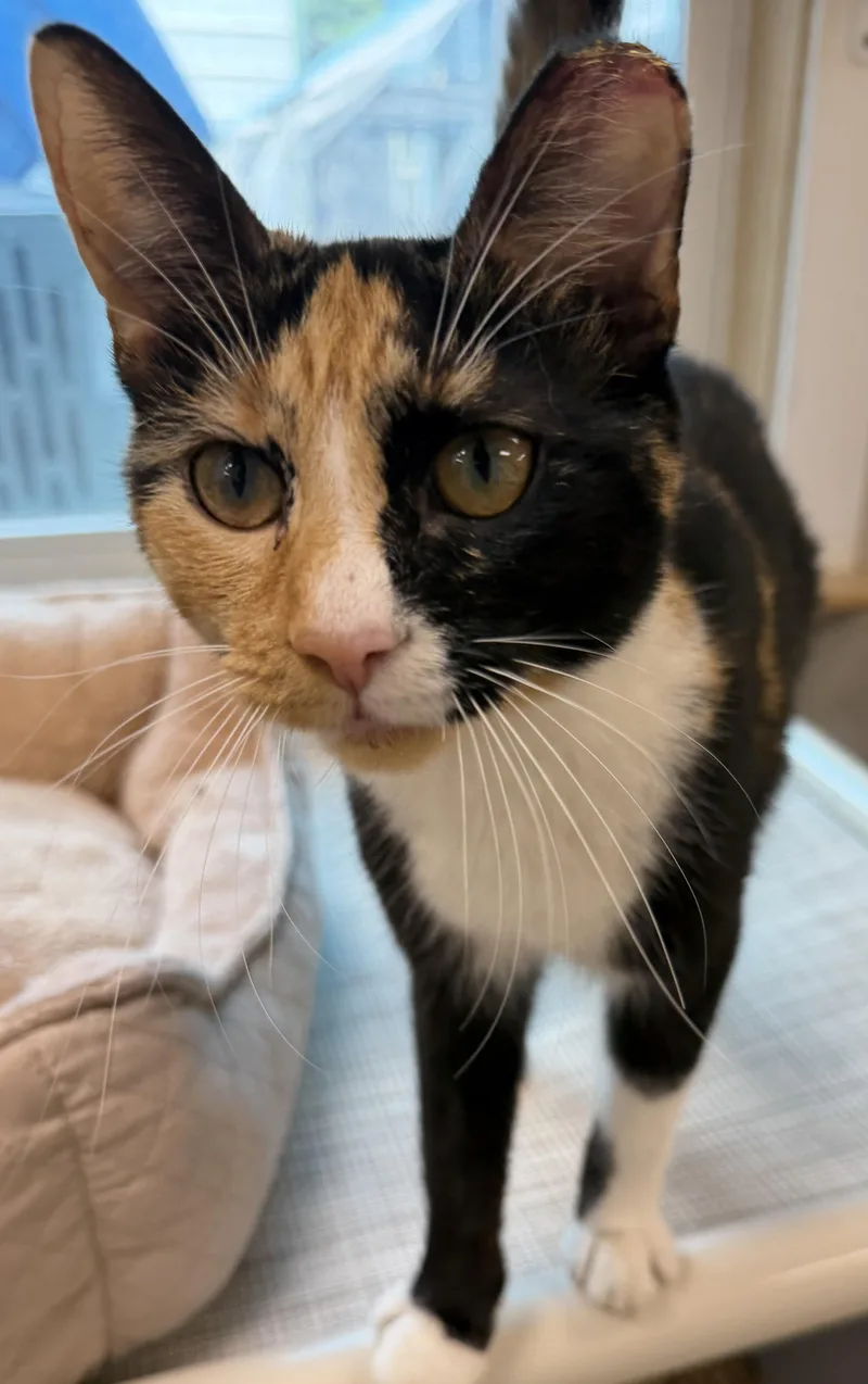 An adult medium-sized female Calico Domestic Short Hair cat named Dallas for adoption in Fernandina Beach, FL