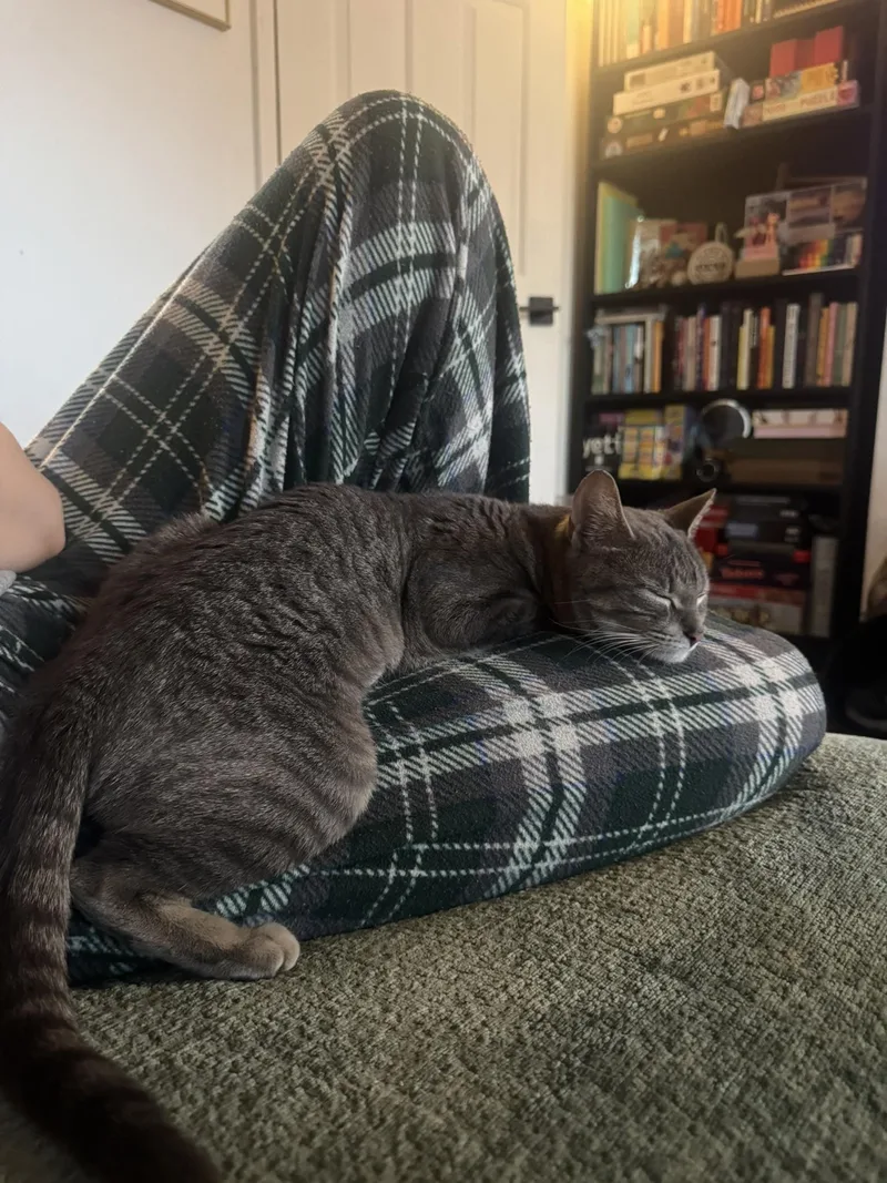 A young medium-sized female Domestic Short Hair cat named Puddles for adoption in Philadelphia, PA