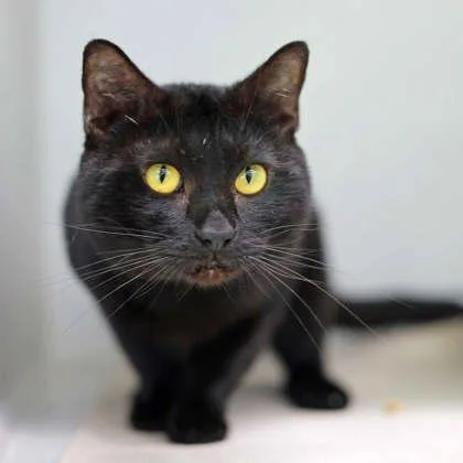 An adult small-sized male Black Domestic Short Hair cat named Miso for adoption in Atlanta, GA