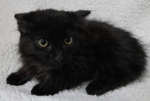 A baby medium-sized female Domestic Long Hair cat named Bailey for adoption in Thief River Falls, MN