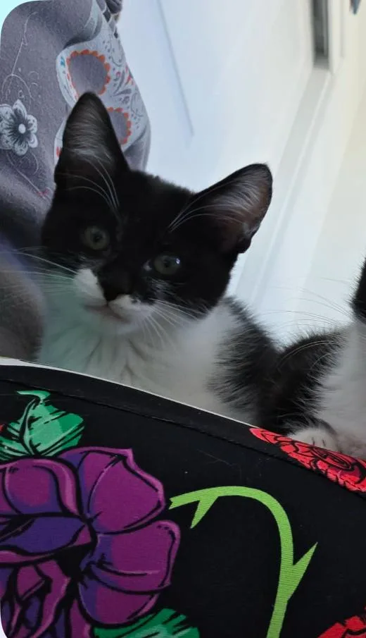 A baby medium-sized female Black & White / Tuxedo Tuxedo cat named Riddler”ette” for adoption in Palmdale, CA