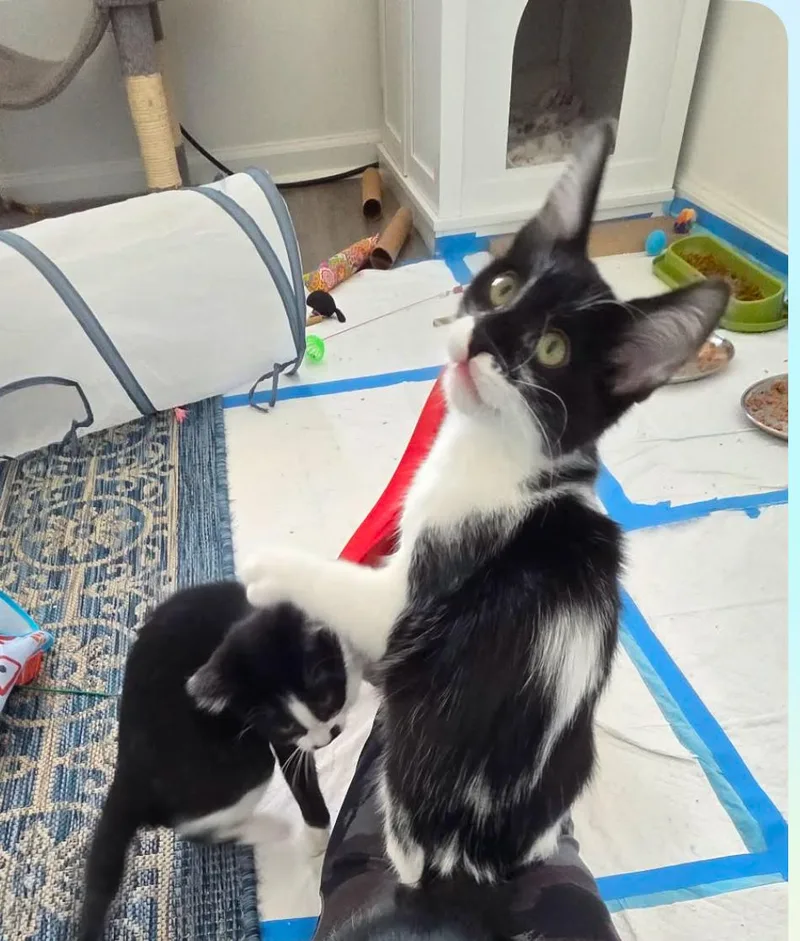 Riddler”ette” thumbnail 4