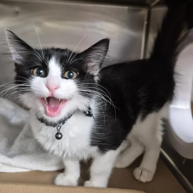 A baby small-sized male Brown / Chocolate Domestic Short Hair cat named Oreo for adoption in Lake Panasoffkee, FL