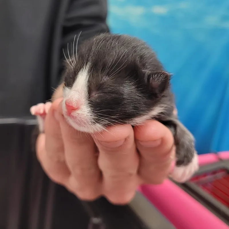 Oreo thumbnail 2