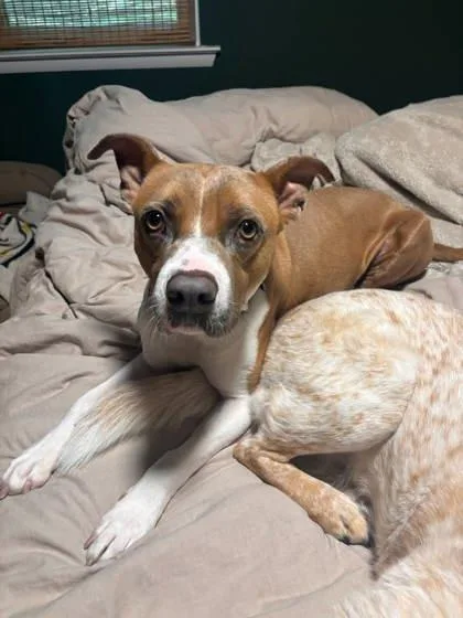 An adult medium-sized male Mixed Breed dog named Archibald for adoption in Savannah, GA