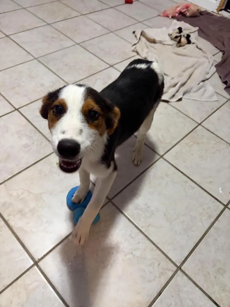 A baby medium-sized female Cattle Dog dog named Katara for adoption in Russellville, KY