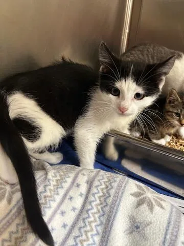 A baby medium-sized male Black & White / Tuxedo Domestic Short Hair cat named Cavatappi for adoption in Chambersburg, PA