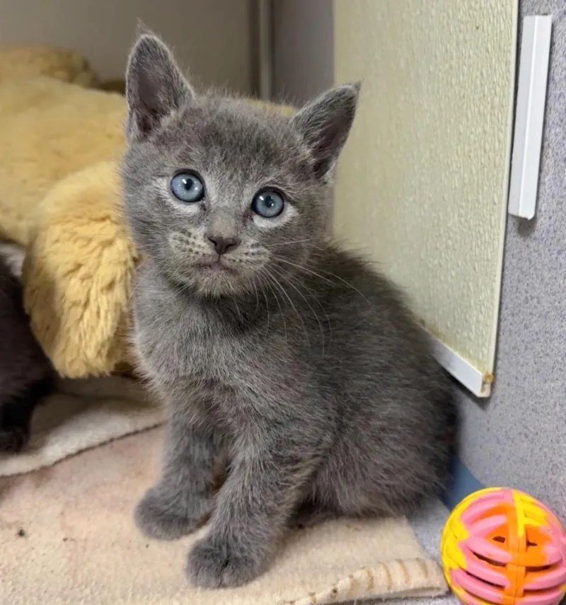 A baby small-sized male Domestic Short Hair cat named Enoki for adoption in Cambria, CA