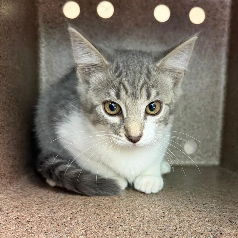 A baby small-sized female Gray / Blue / Silver Domestic Short Hair cat named Petunia for adoption in Birmingham, AL