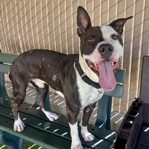An adult large-sized male Pit Bull Terrier dog named Baloo for adoption in Oceanside, CA