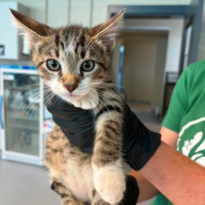 A baby small-sized male Brown / Chocolate Domestic Short Hair cat named Fedex for adoption in Huntington, WV