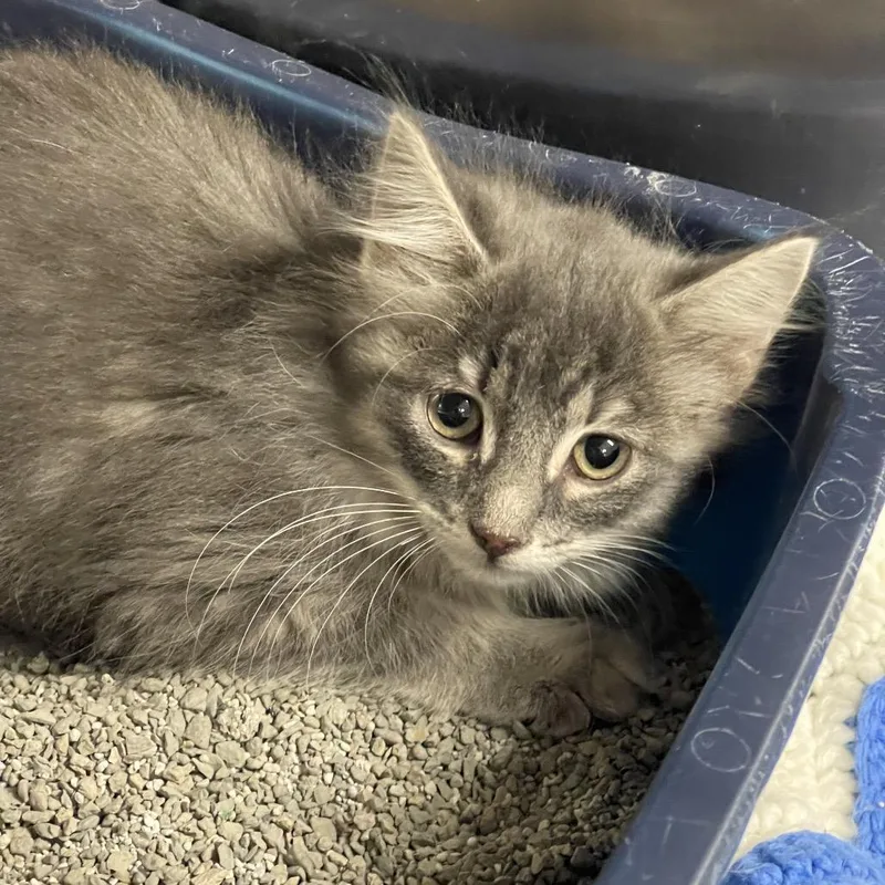 A baby small-sized female Gray / Blue / Silver Domestic Medium Hair cat named Kim for adoption in Tulsa, OK