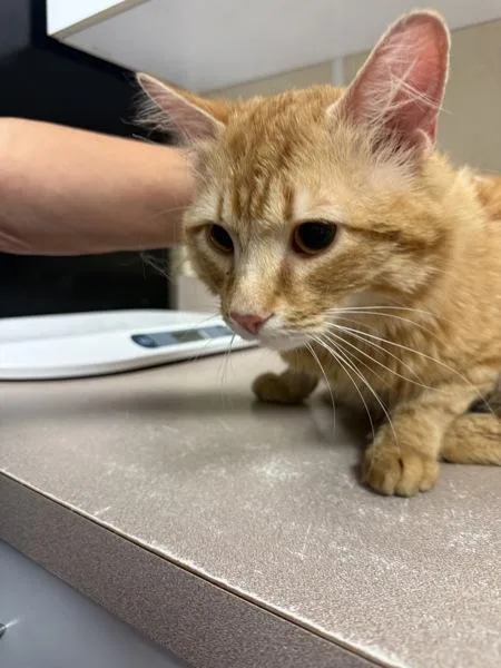A young small-sized male Domestic Long Hair cat named Koi for adoption in Salisbury, MD