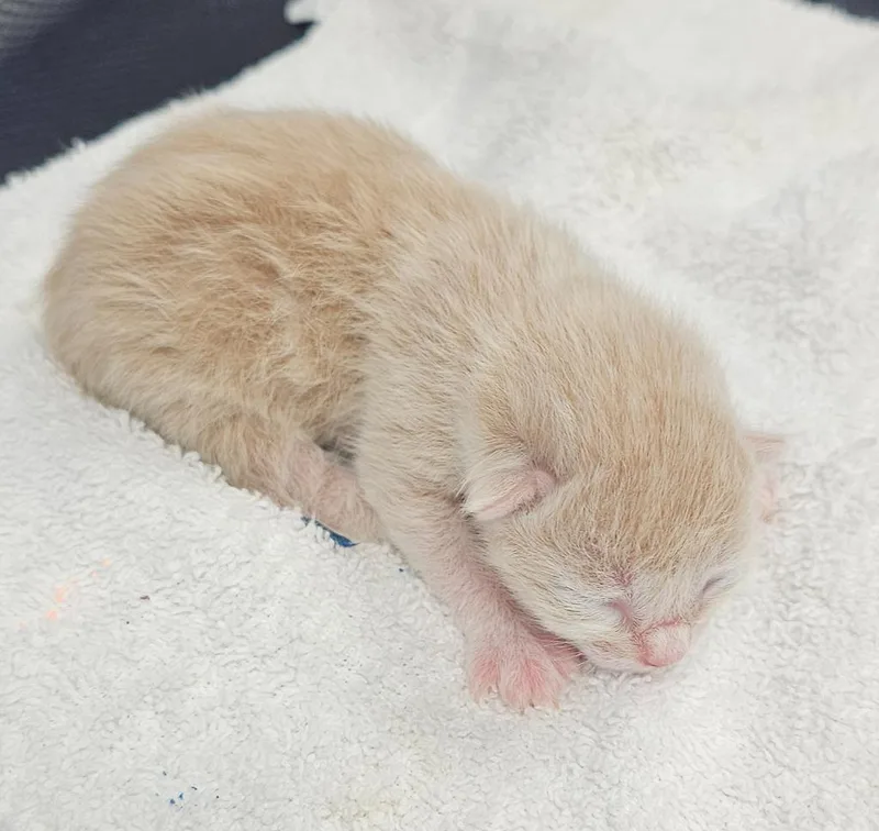 A baby small-sized female Domestic Short Hair cat named Izzy for adoption in Washington Court House, OH