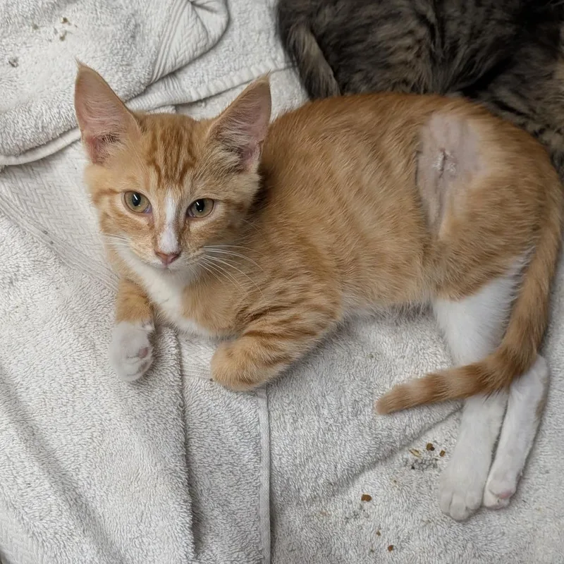 A baby medium-sized female Orange & White Domestic Short Hair cat named Croc for adoption in Cape Girardeau, MO