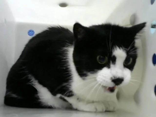 An adult medium-sized male Domestic Short Hair cat named Boston for adoption in Albuquerque, NM