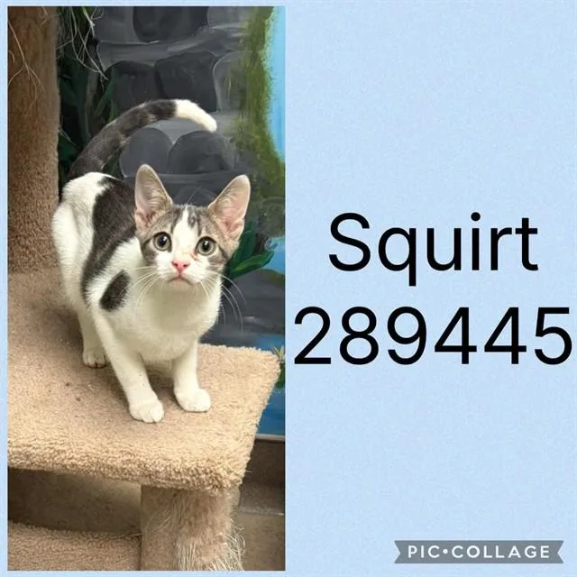 A baby small-sized male Domestic Short Hair cat named Squirt for adoption in Macon, GA