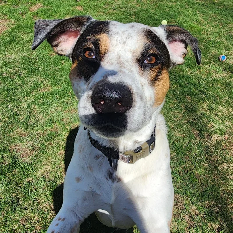 An adult medium-sized male White / Cream Australian Cattle Dog / Blue Heeler dog named Hercules for adoption in Middlebury, VT